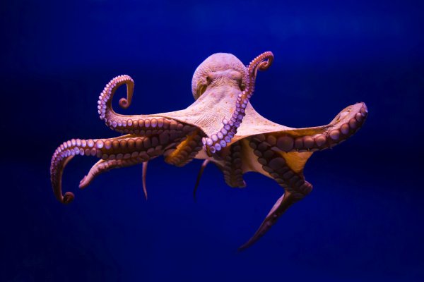 Kraken смылка